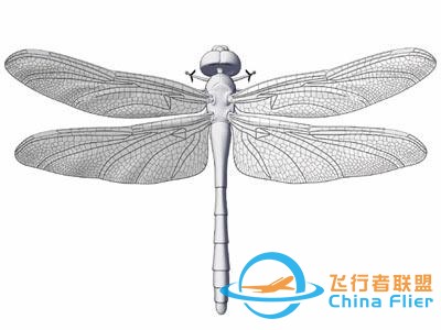 蜻蜓是昆蟲界最優秀的飛行員？從飛行方式、技巧和翅膀本身說起-1774