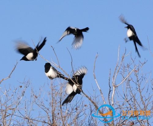 鳥類強(qiáng)大的飛行能力背后，做了哪些犧牲？一文了解飛行的秘密-9632