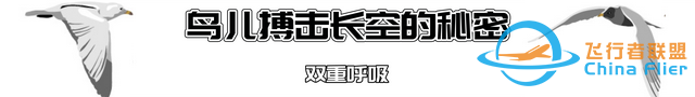 鳥類強(qiáng)大的飛行能力背后，做了哪些犧牲？一文了解飛行的秘密-1704