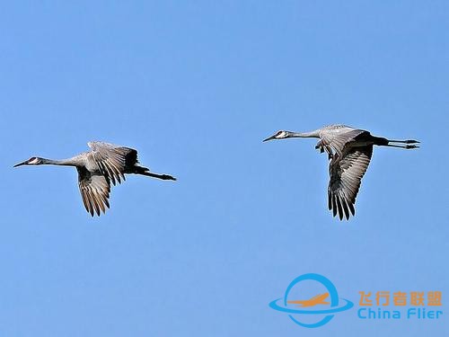 鳥類強(qiáng)大的飛行能力背后，做了哪些犧牲？一文了解飛行的秘密-5290
