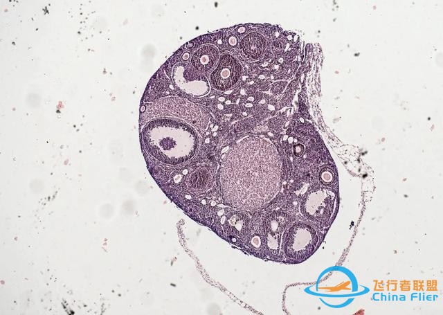 CRS-29空間站任務(wù)簡介：激光通信、研究大氣重力波和太空生物科學(xué)-1366