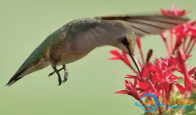 少年科學粉每日一題｜翱翔、滑翔、鼓翼……鳥兒飛行方式這么多？-4663